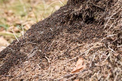largest ant colony|argentine ant supercolony.